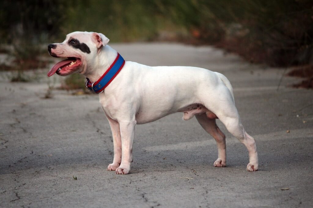 Cane Corso Dog Bite Force: Best 7 Expert Tips!