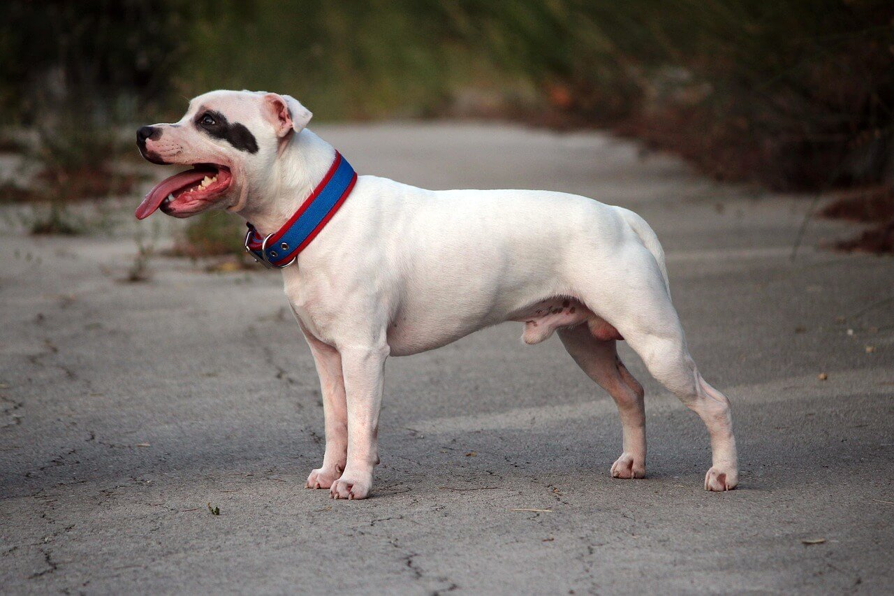 Cane Corso Dog Bite Force: Best 7 Expert Tips!