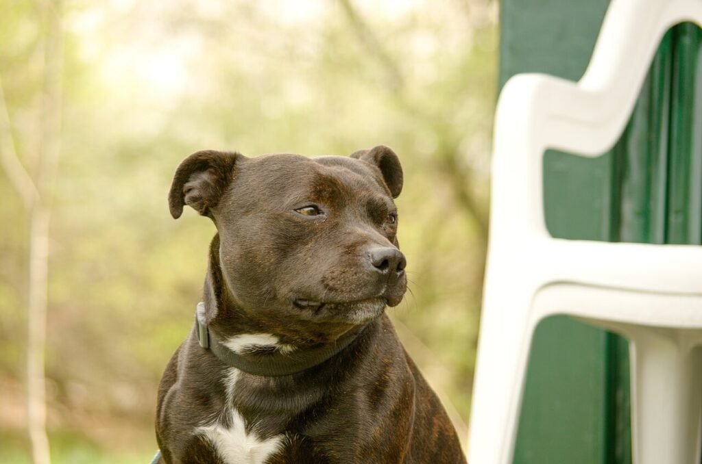 Can You Train a 3-Year-Old Dog? Best 7 Tips!