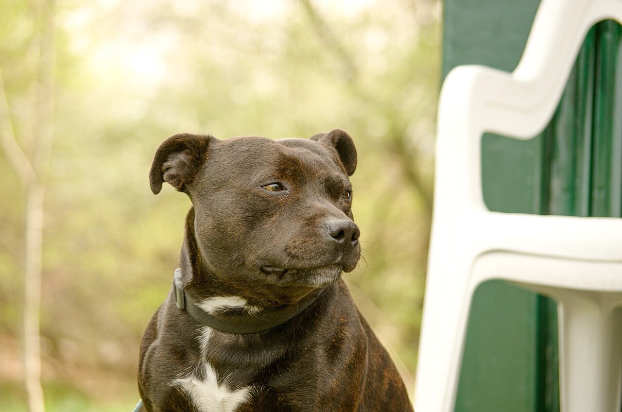 Can You Train a 3-Year-Old Dog? Best 7 Tips!