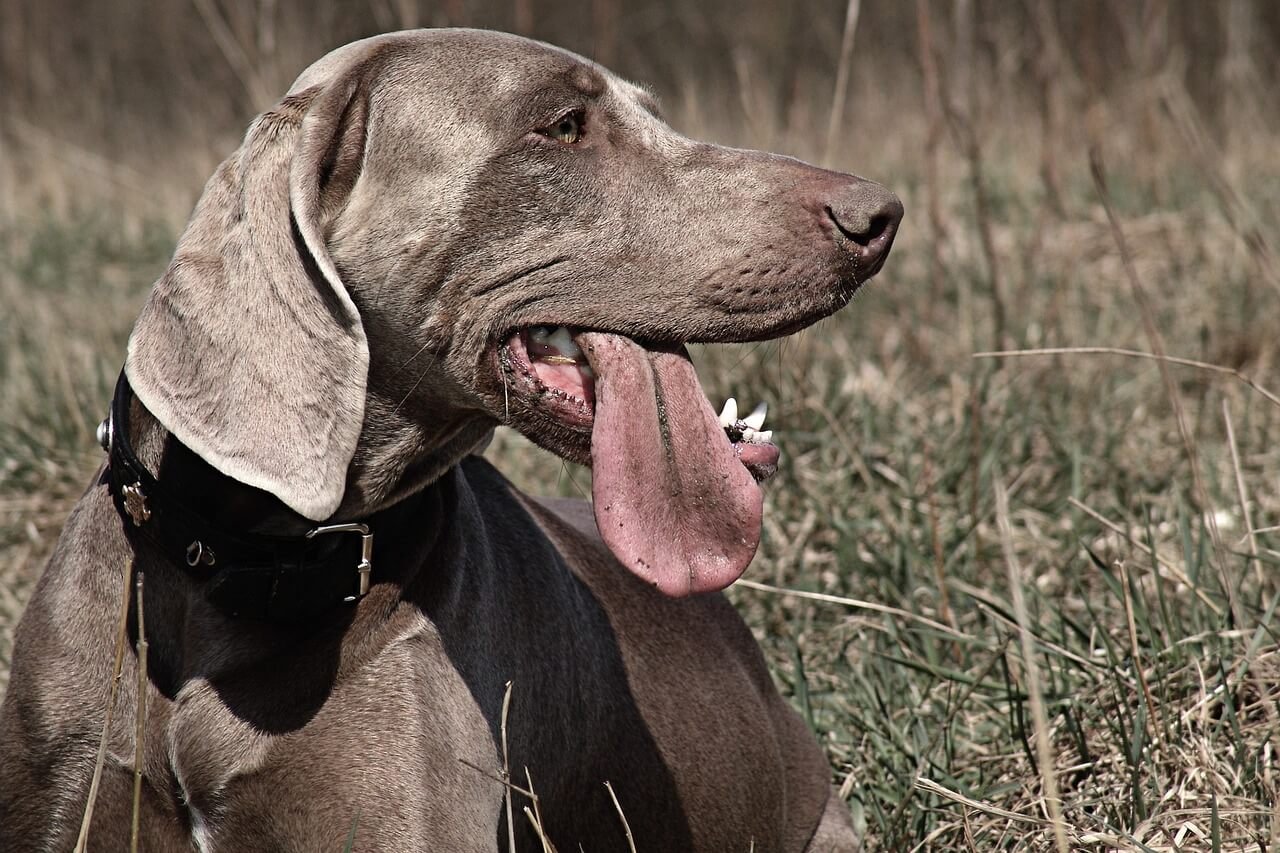 How to Get Papers for a Dog: Best 7 Expert Tips!