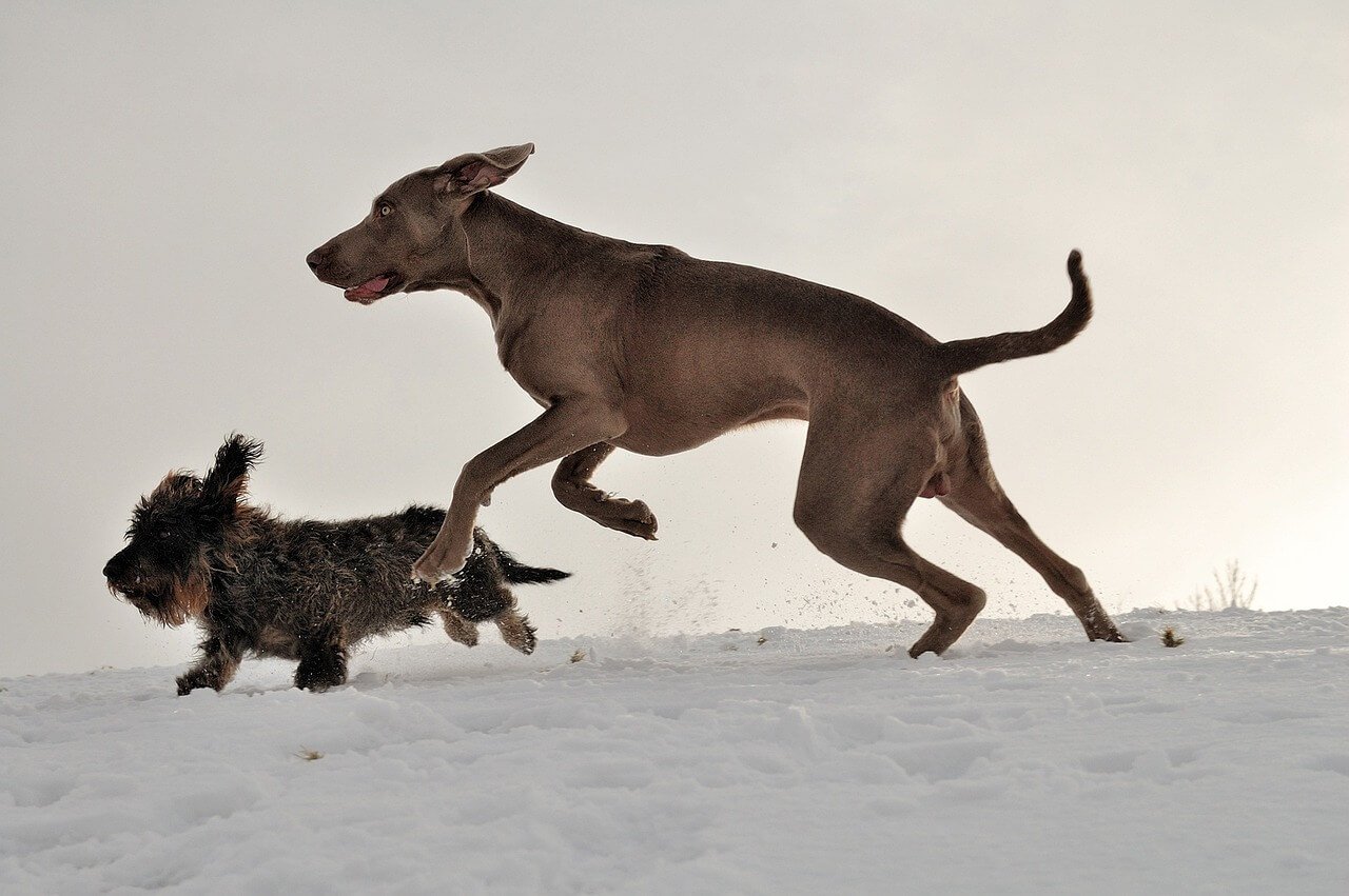 Why Does My Dog Cough When Excited? Best 7 Expert Tips!