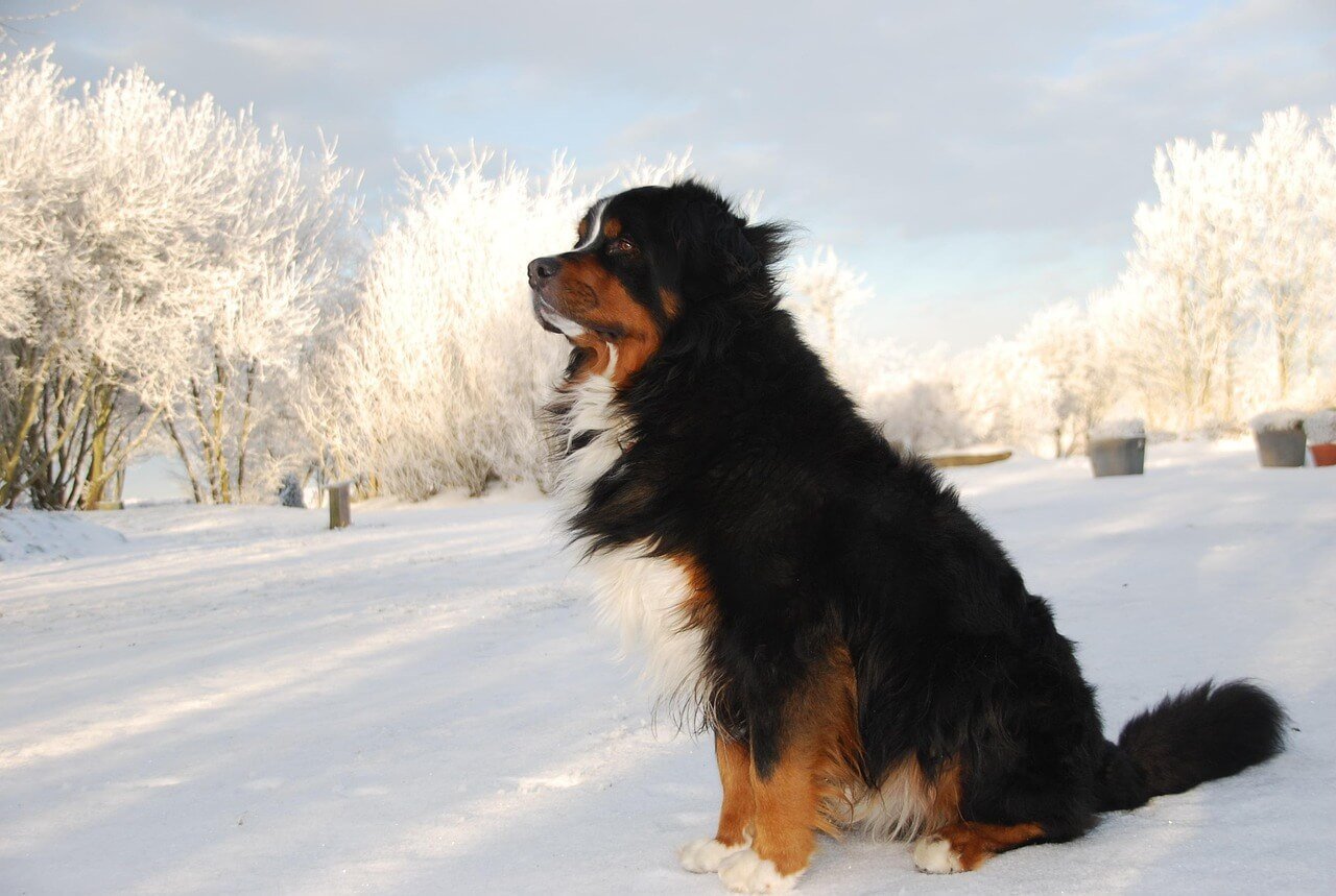 Are Bernese Mountain Dogs Smart? Best 7 Expert Tips!