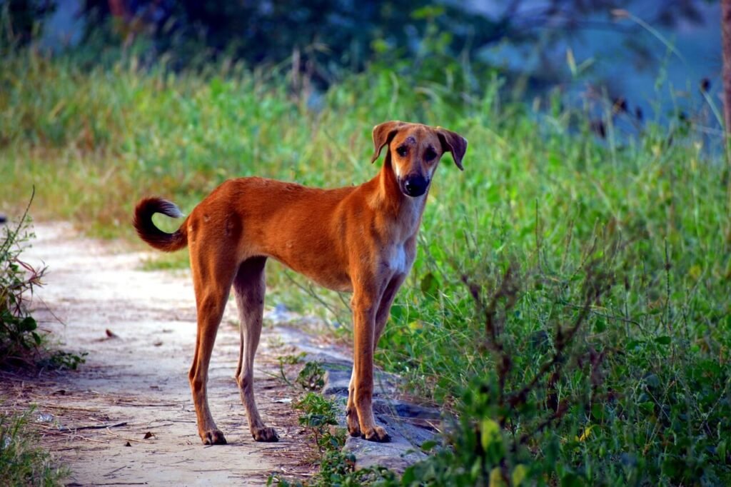 Understanding Splenectomy in Dogs: Best 7 Health Tips!
