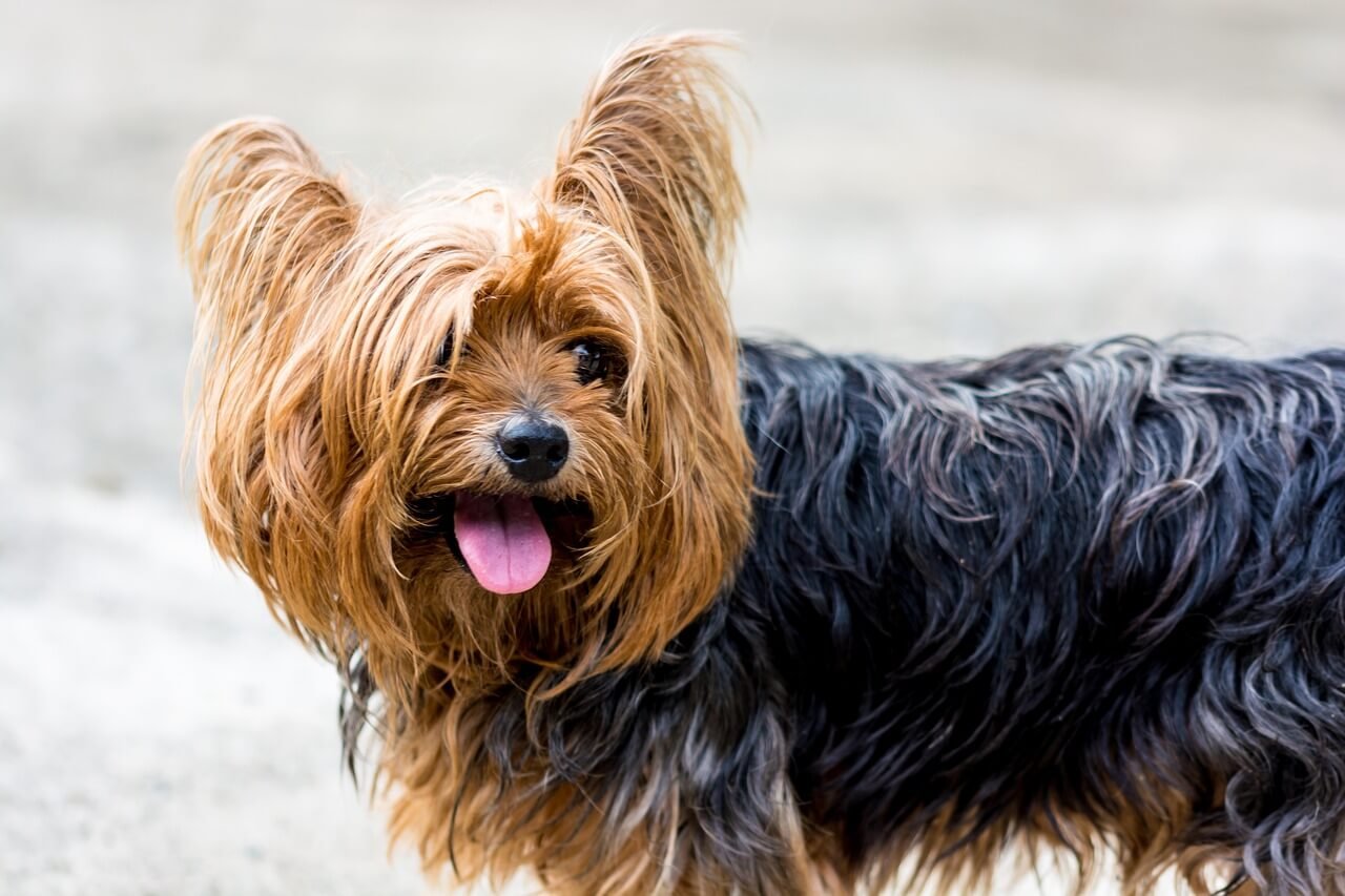 Yorkshire Terrier Lifespan: Best 7 Expert Tips!