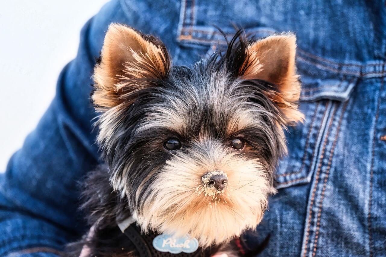 How Big Does a Yorkshire Terrier Get? Best 7 Expert Tips!