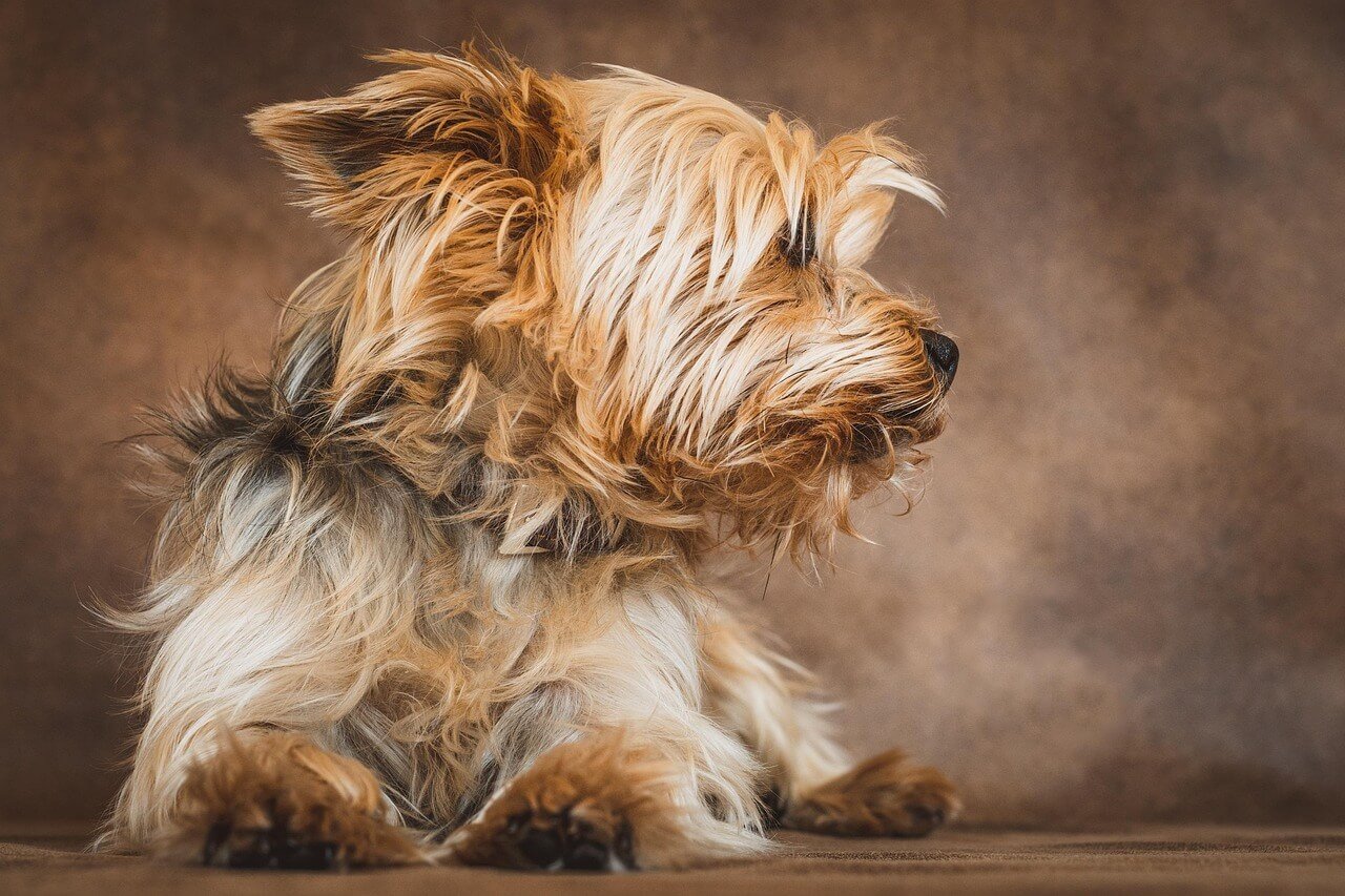 Do Yorkshire Terriers Shed? Best 7 Expert Tips!