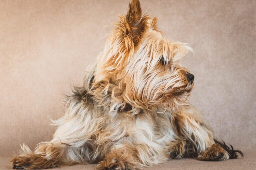 Are Yorkshire Terriers Hypoallergenic? Best 7 Health Tips!