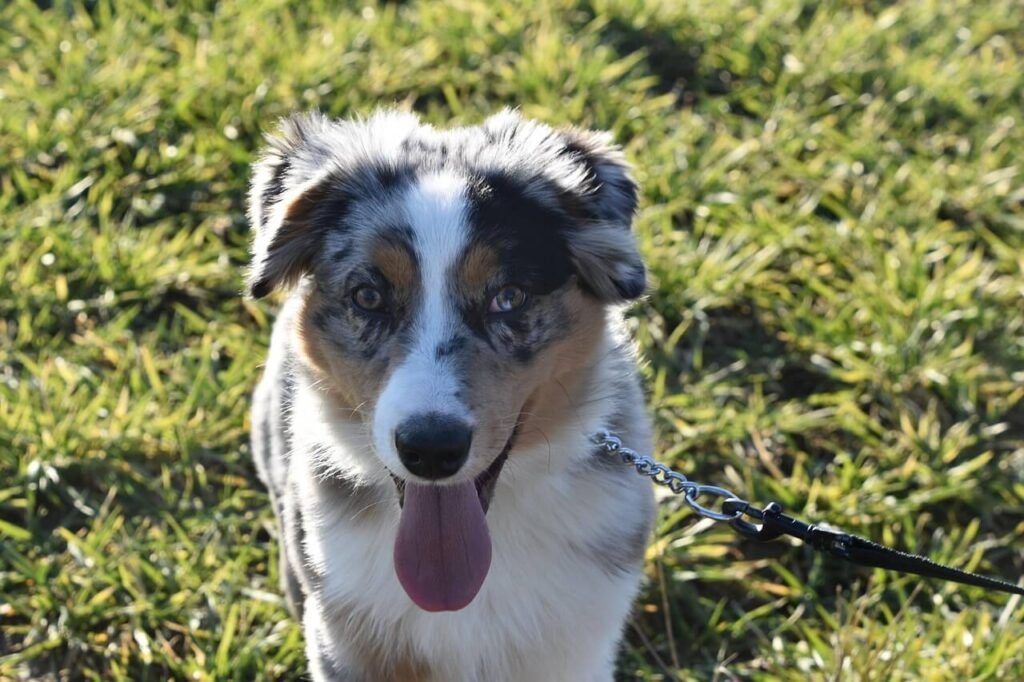 Can Dogs Eat Dried Mango? Best 7 Expert Tips!