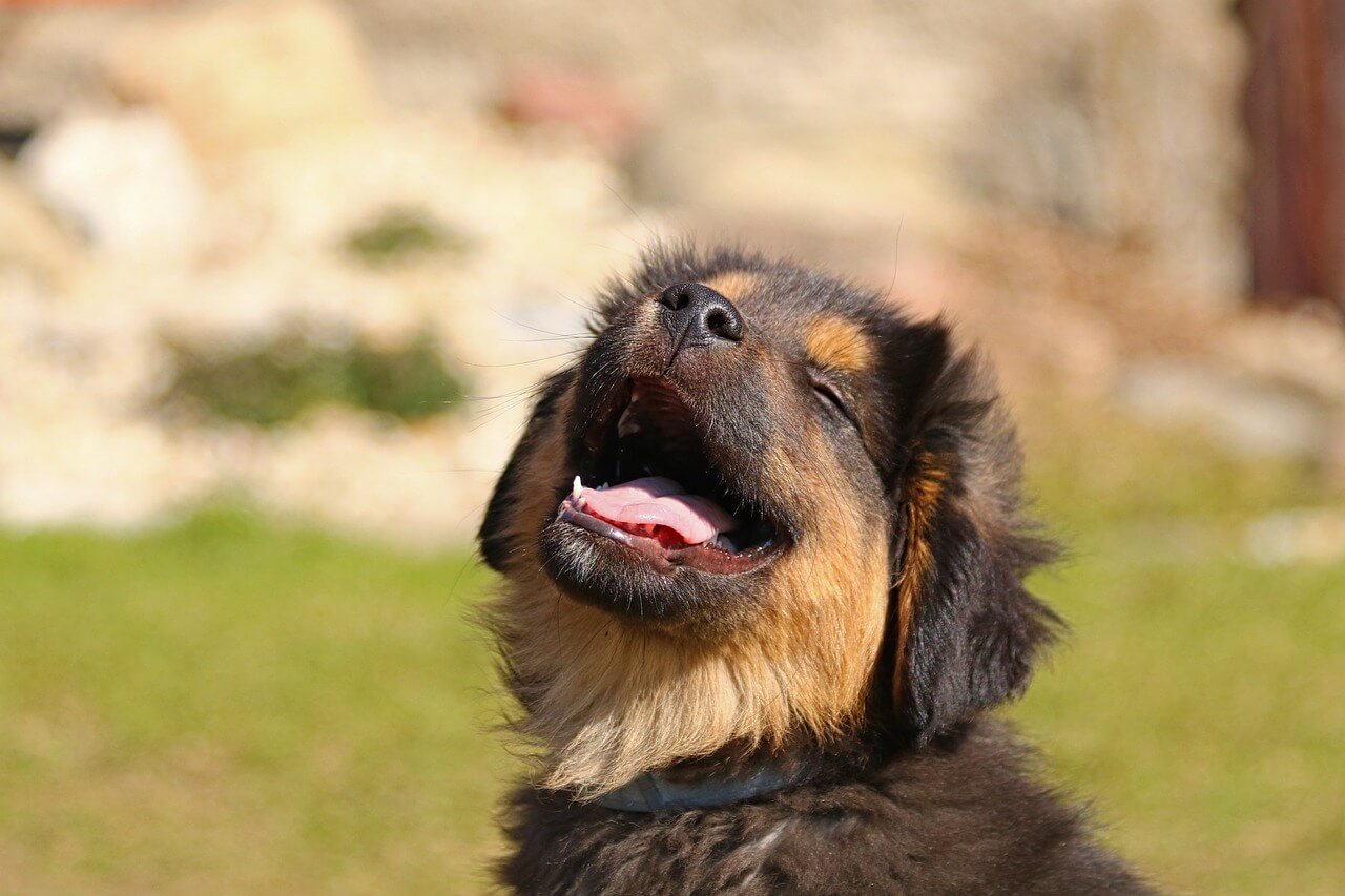 Can Dogs Eat Pancakes? Best 7 Health Tips!