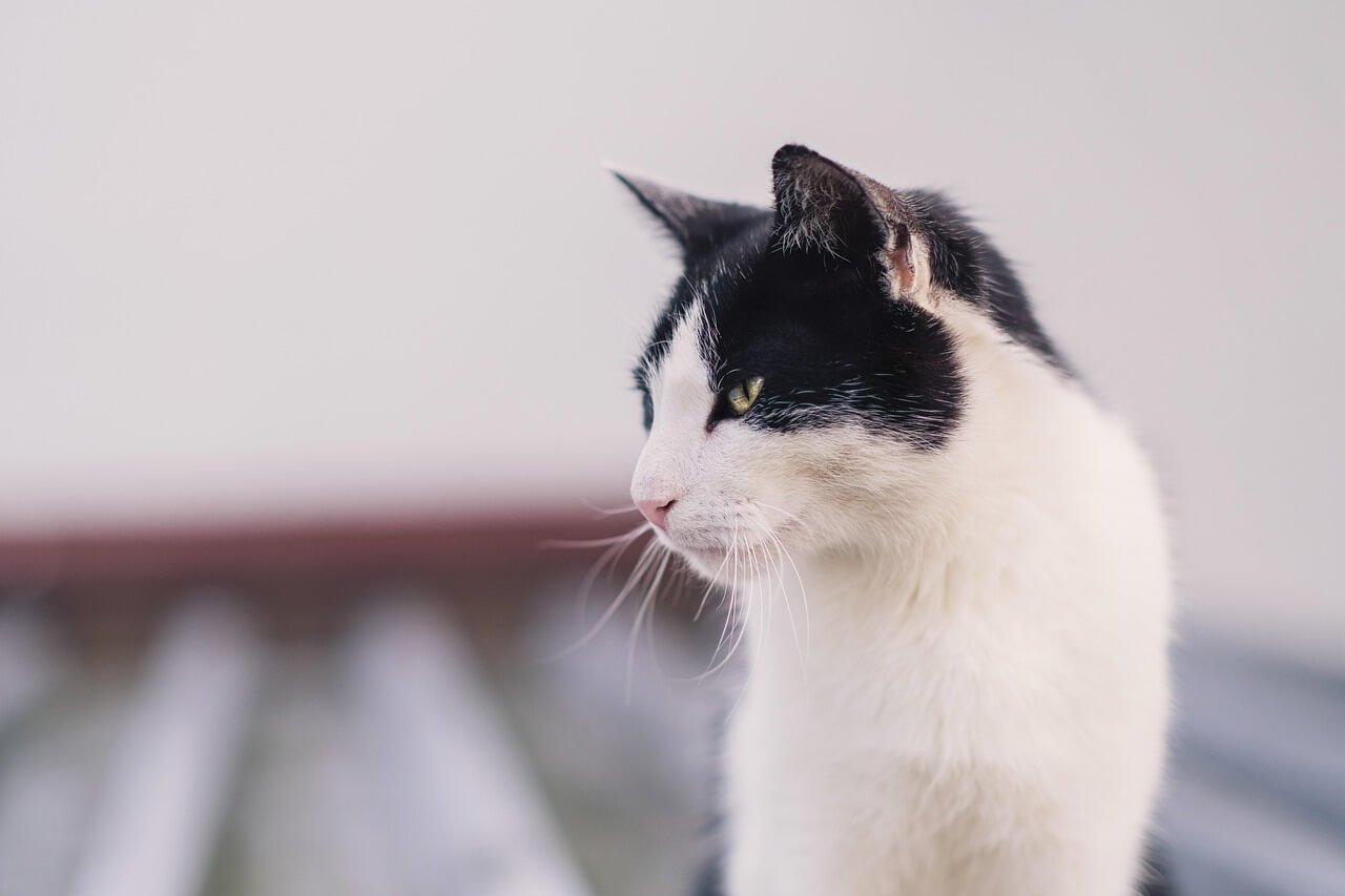 Can I Give My Cat Vaccines Myself? Best 7 Expert Tips!