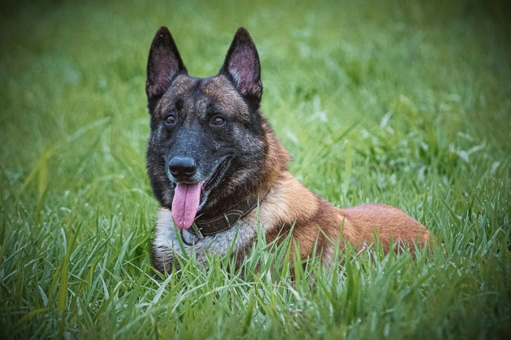Why Do Belgian Malinois Bite So Much? Best 7 Tips!