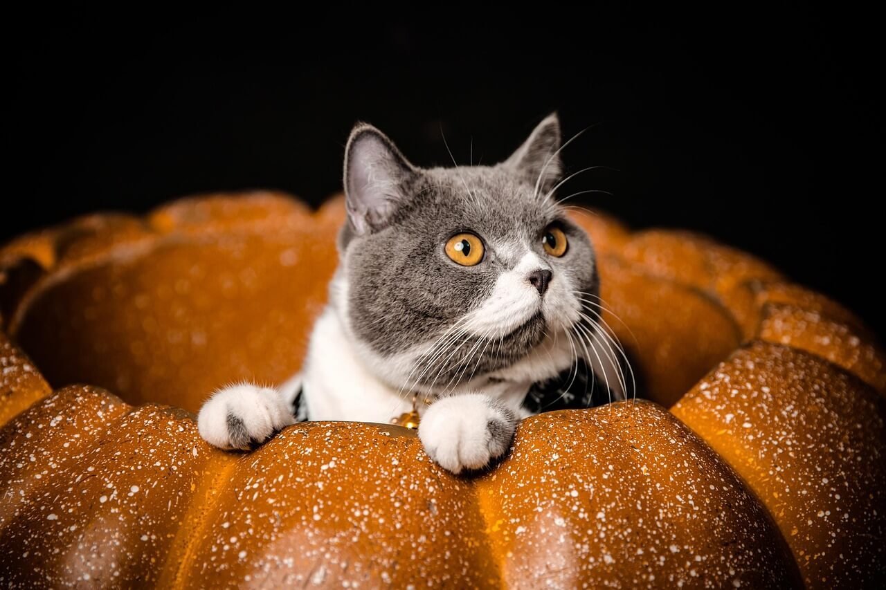 Is Conjunctivitis Contagious in Cats? Best 7 Expert Tips!