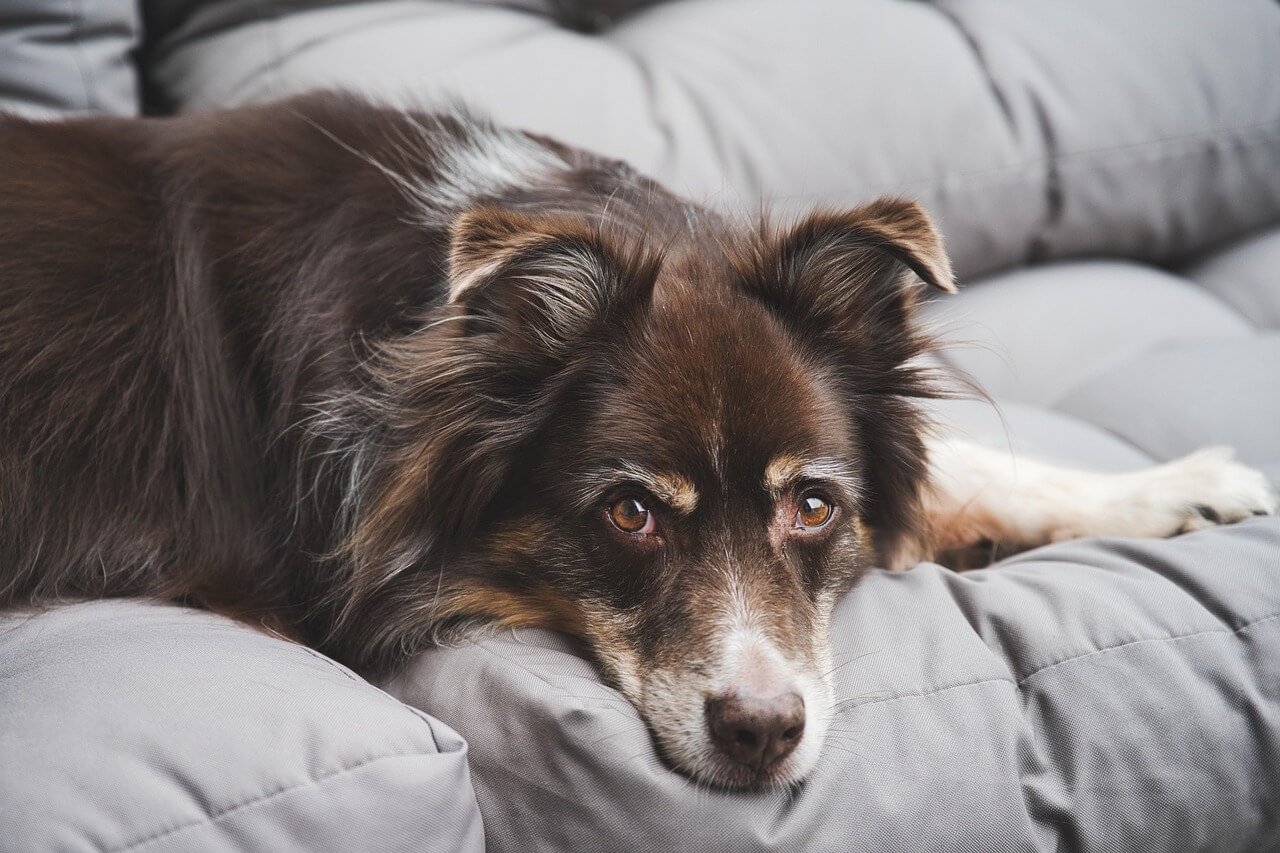 How to Teach Your Dog to Clean Up Toys: Best 7 Tips!