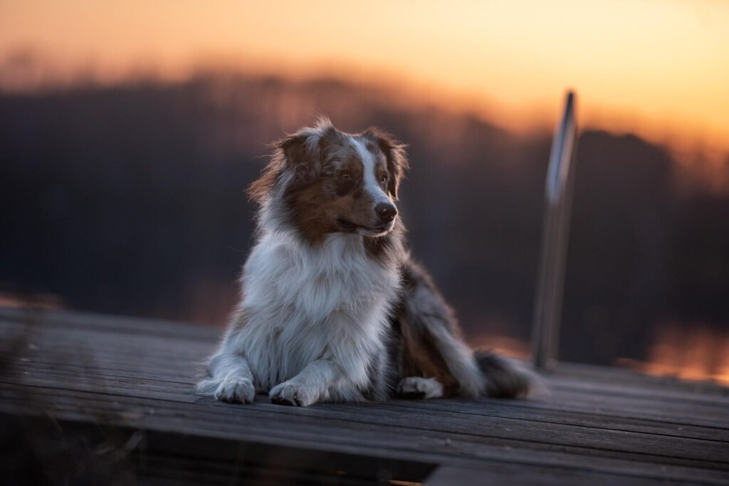 Dog Scared of Cars: Best 7 Expert Tips!