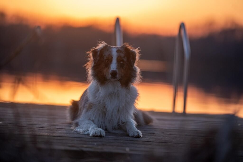 Can I Give My Dog Deer Bones? Best 7 Expert Tips!