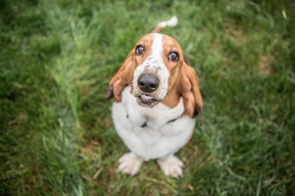 Dog Itchy Bum After Grooming: Best 7 Expert Tips!