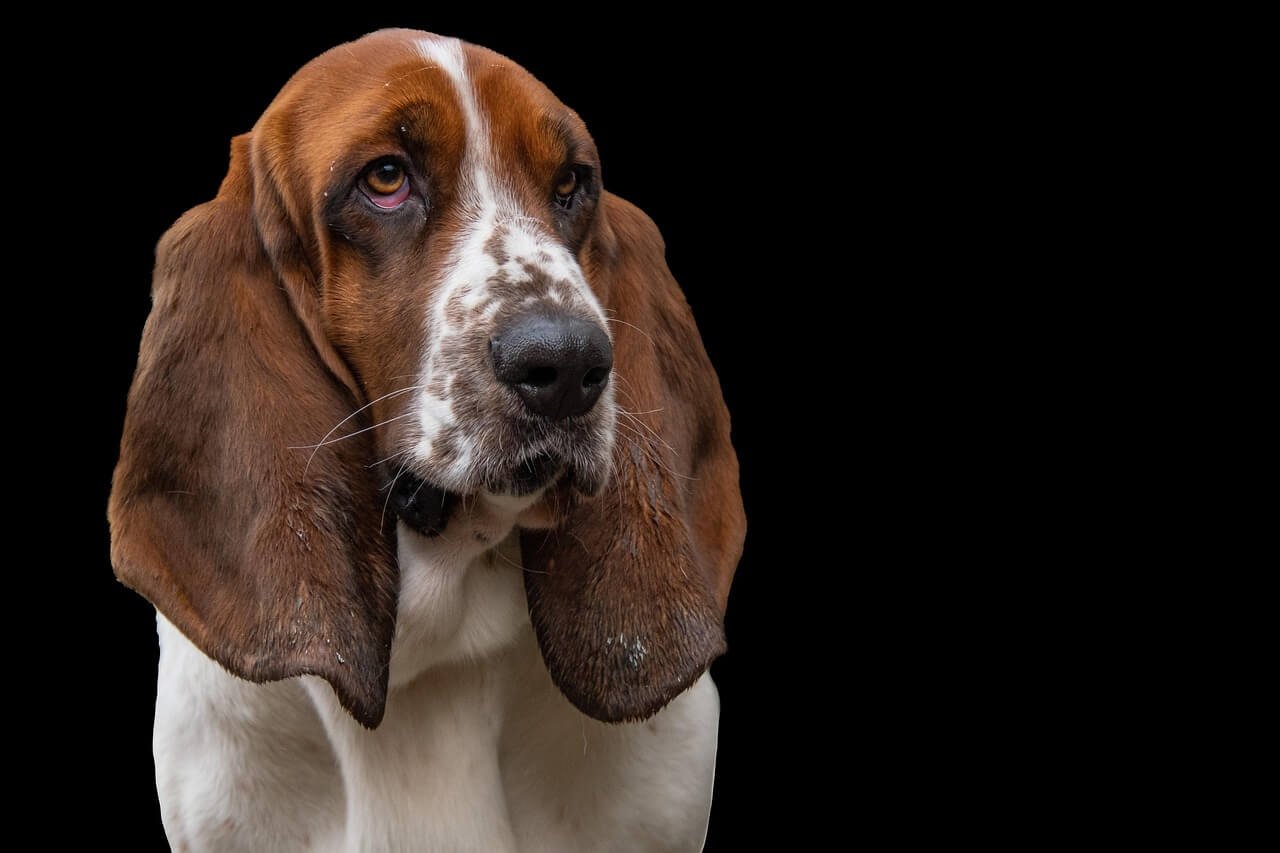 What is Hepatic Dog Food? Best 7 Expert Tips!