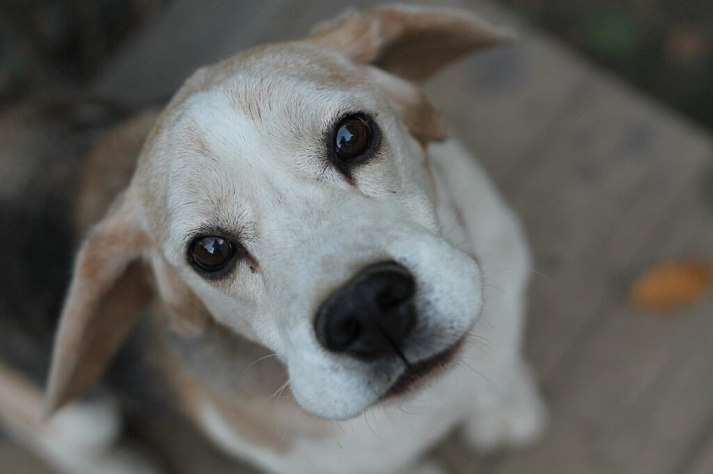 Why Does My Dog Lick My Knees? Best 7 Expert Tips!