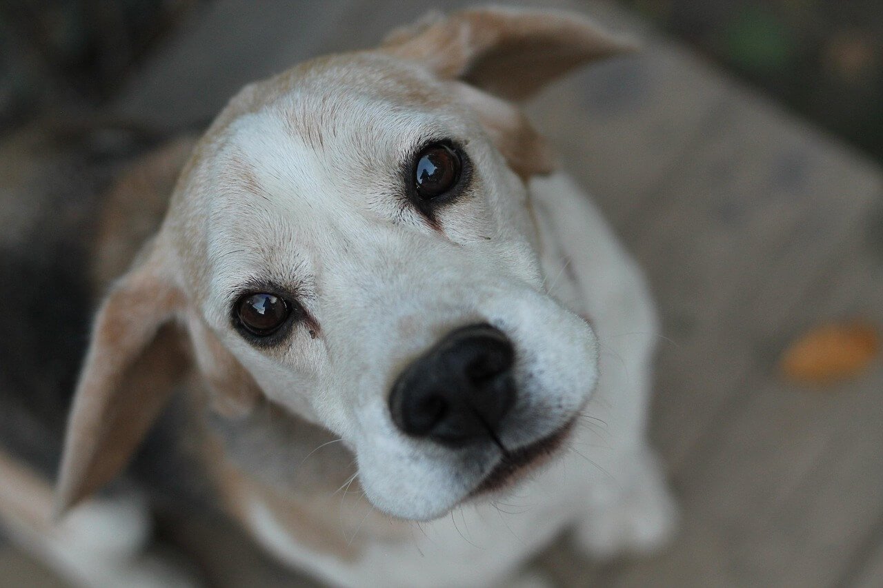 Why Does My Dog Lick My Knees? Best 7 Expert Tips!