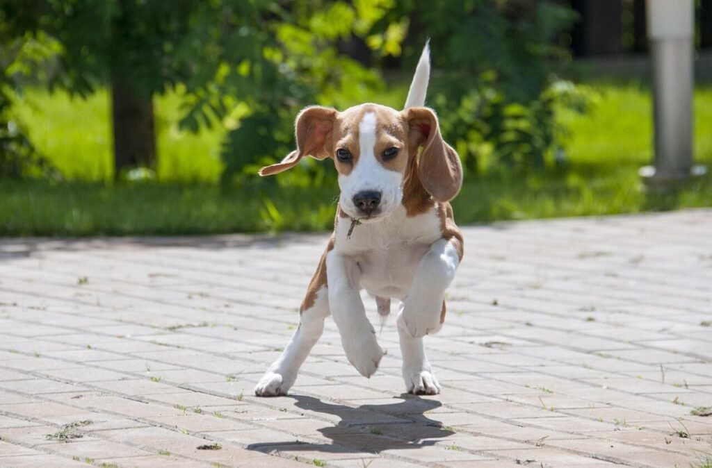 How Many Bully Sticks Can a Dog Have? Best 7 Expert Tips!
