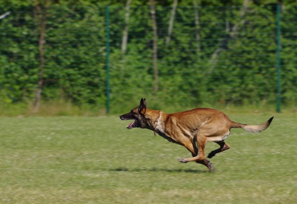 Belgian Malinois Top Speed: Best 7 Expert Tips!