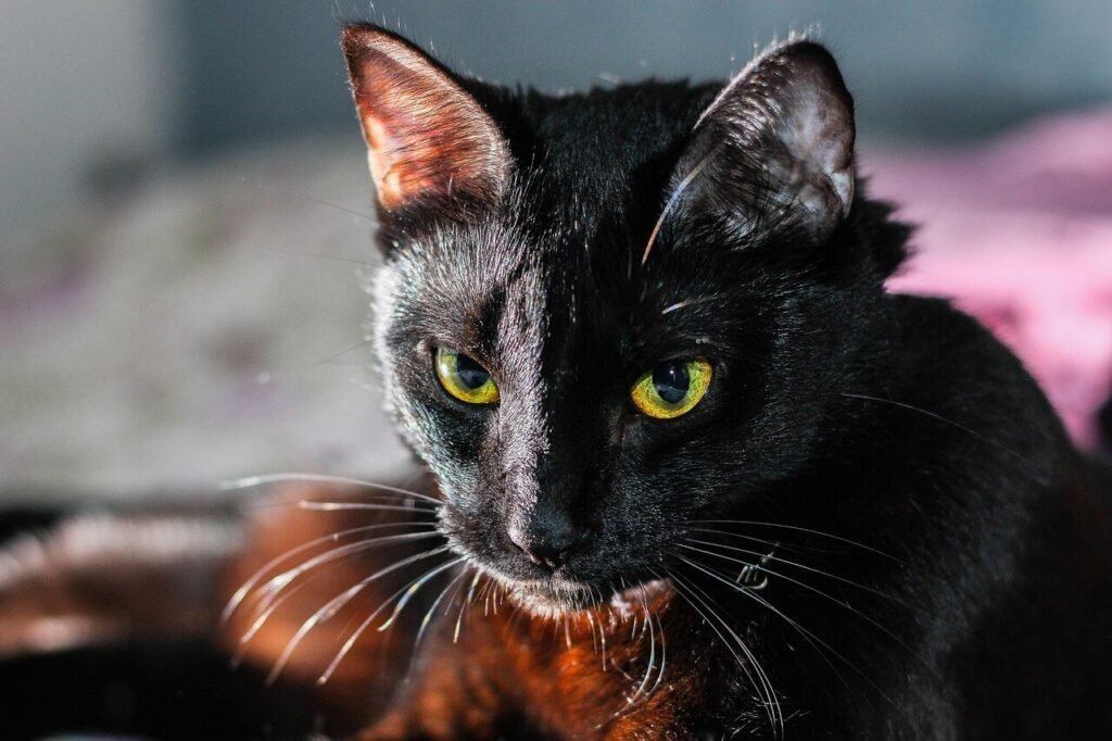 Does Cat Pee Kill Plants? Best 7 Expert Tips!