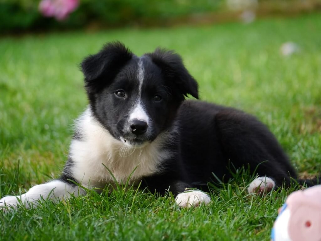 Can Dogs Have Porterhouse Bones? Best 7 Expert Tips!