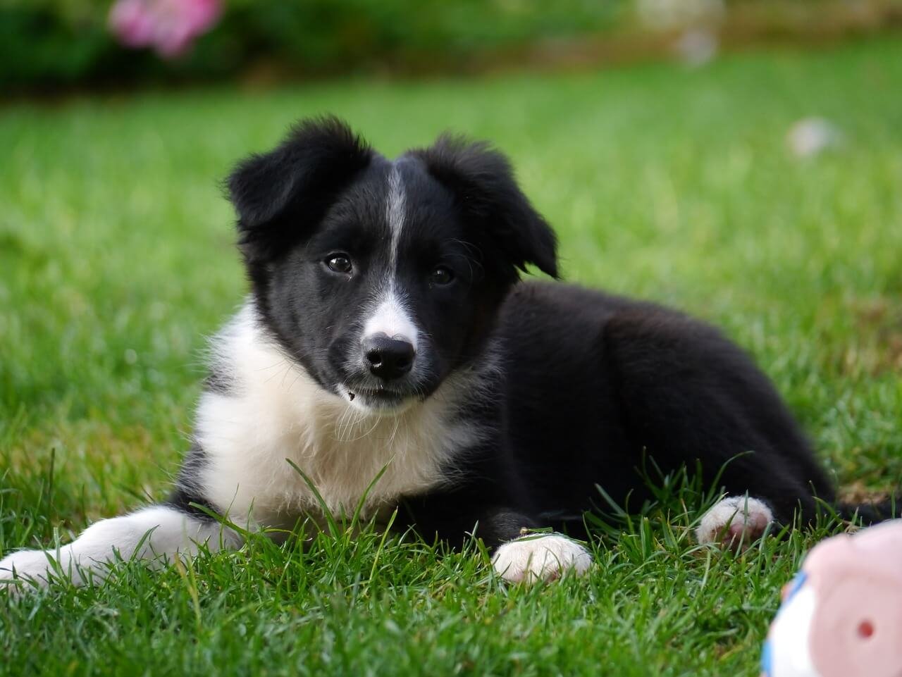 Can Dogs Have Porterhouse Bones? Best 7 Expert Tips!