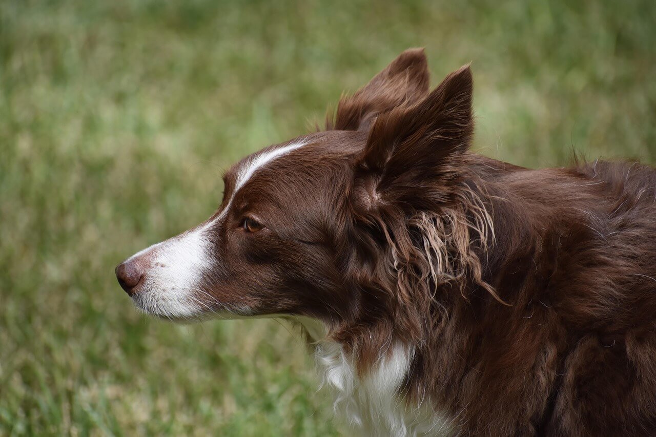 Understanding Acantholytic Cells in Dogs: Best 7 Tips!