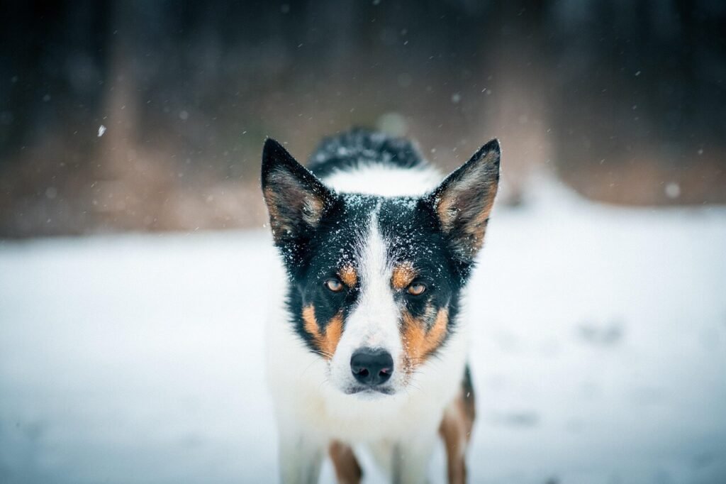 Can Dogs Eat Coconut? Best 7 Expert Tips!