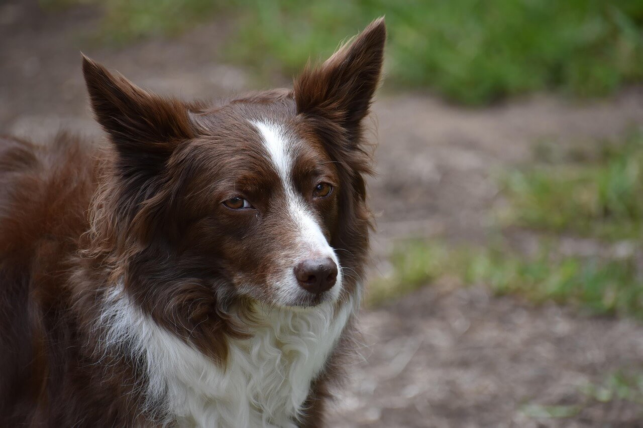 Fast Food for Dogs: Best 7 Expert Tips!