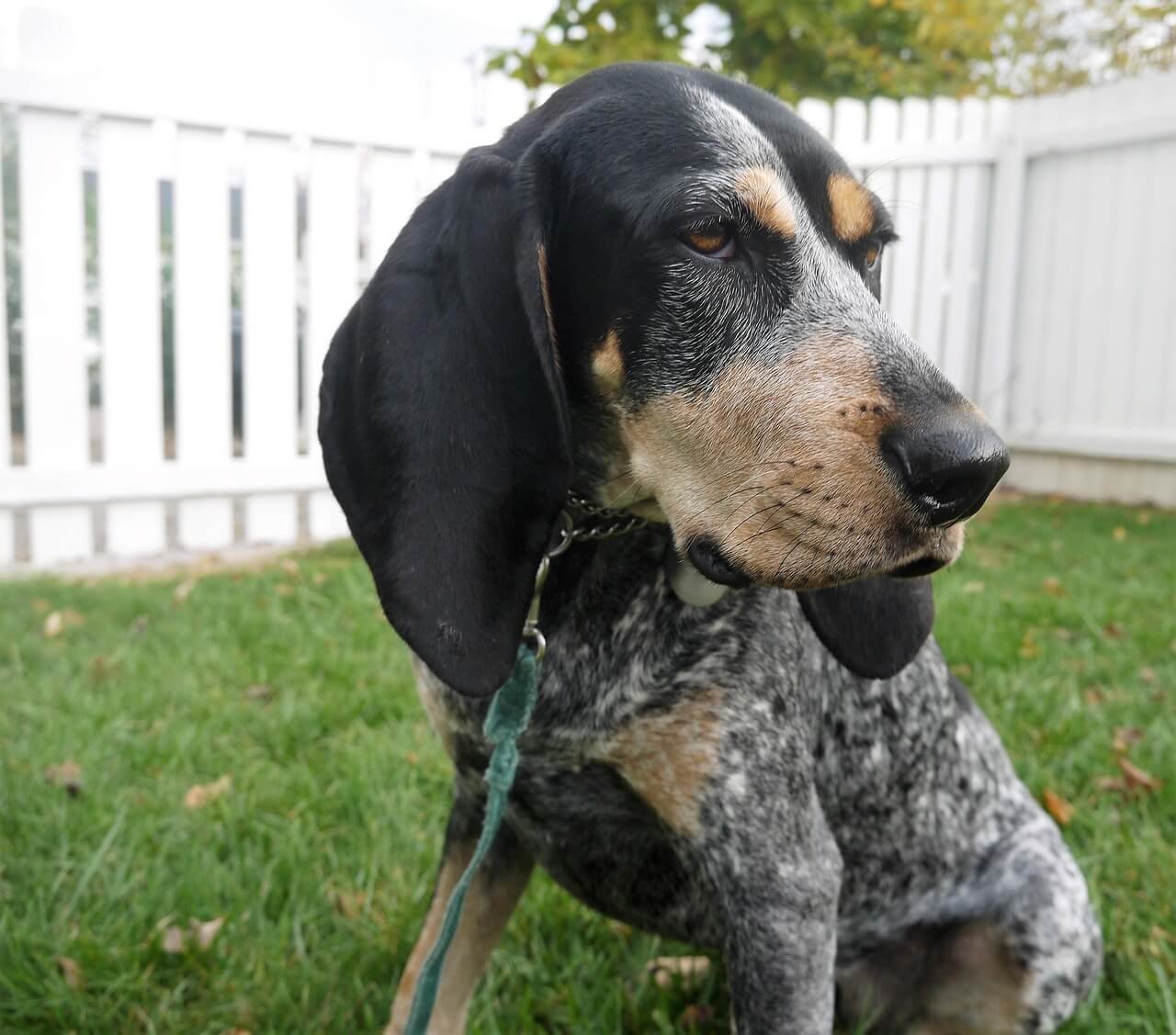 Best Dog Food for Coonhounds: Best 7 Expert Tips!