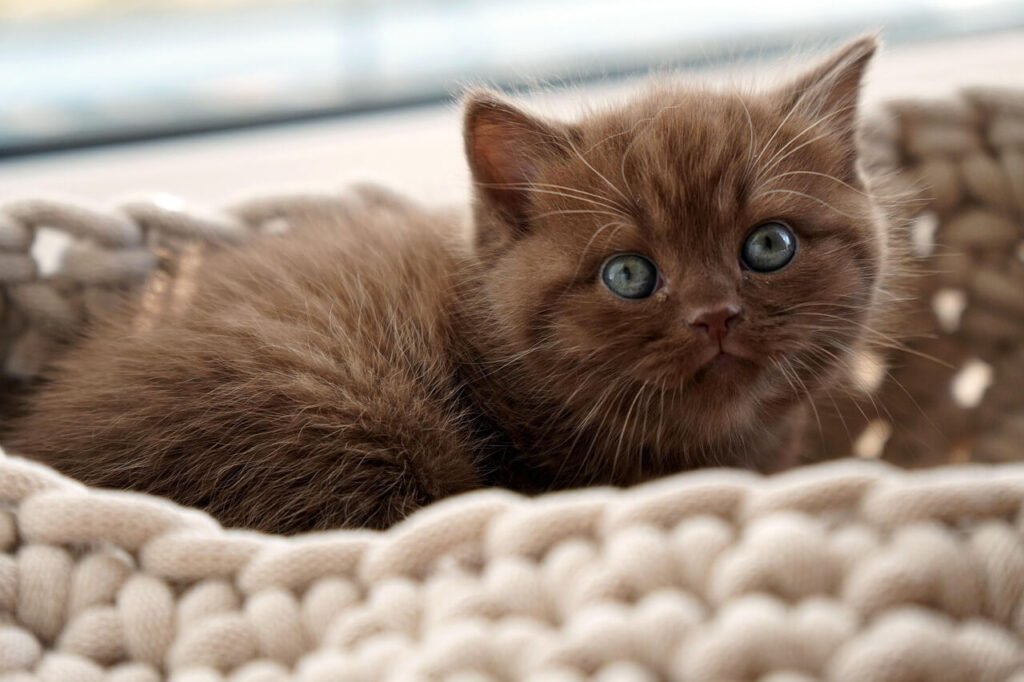 Understanding Hyperglobulinemia in Cats: Best 7 Health Tips!