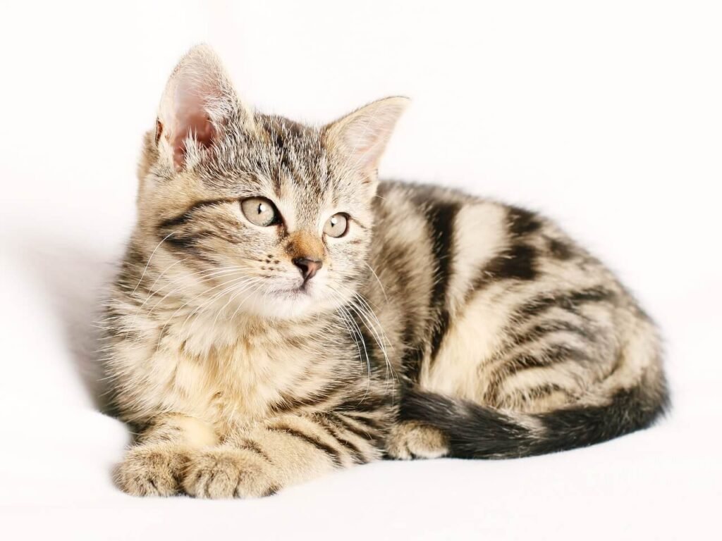 Is the Polka Dot Plant Toxic to Cats? Best 7 Health Tips!