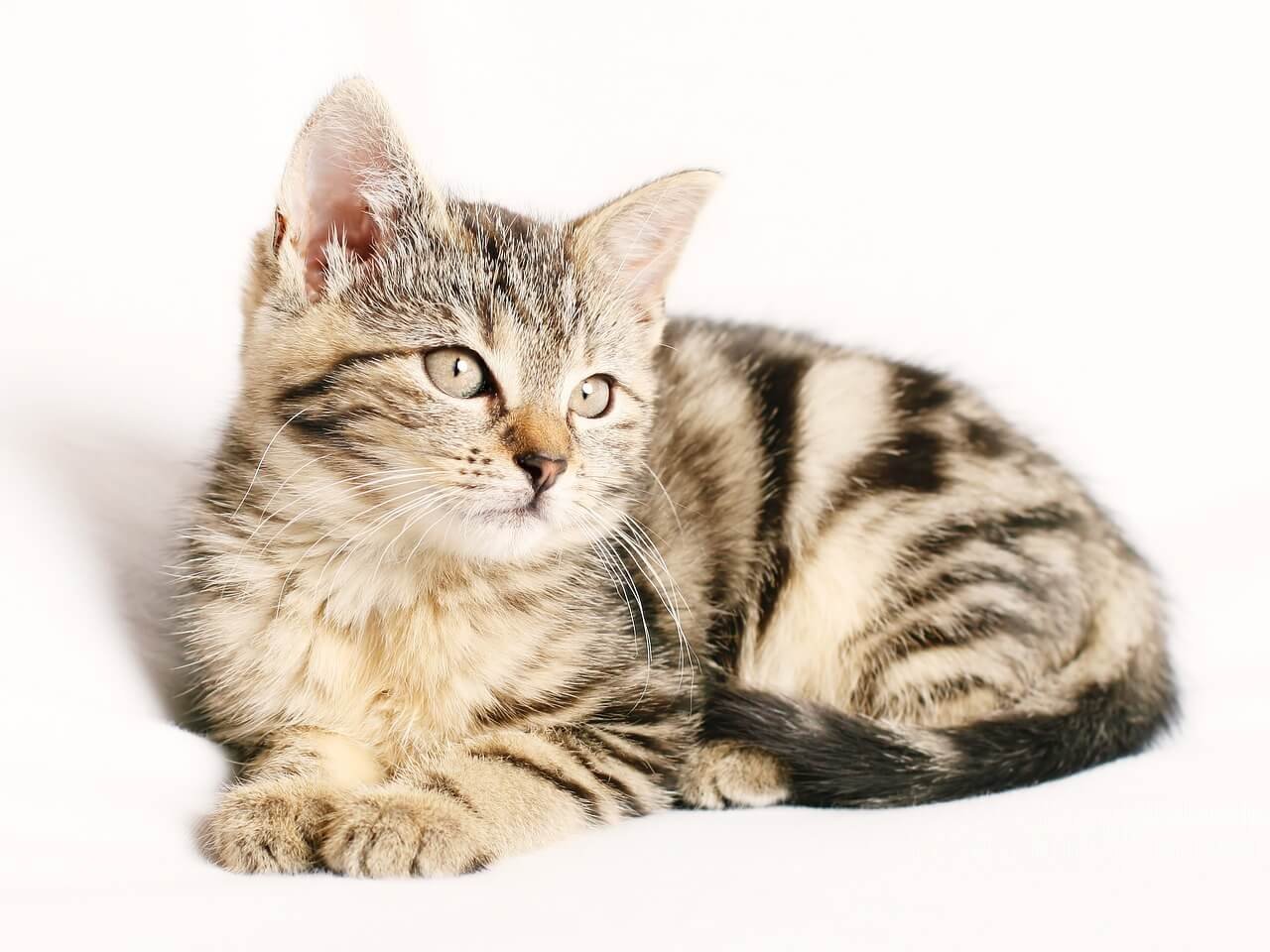 Is the Polka Dot Plant Toxic to Cats? Best 7 Health Tips!