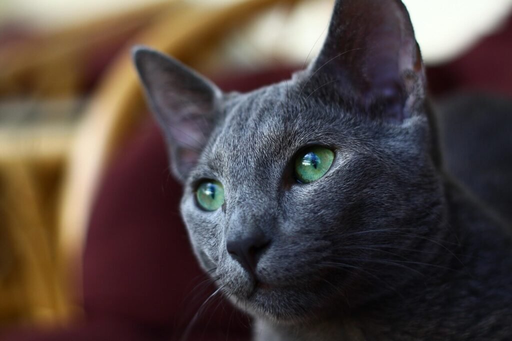 Is Anthurium Safe for Cats? Best 7 Expert Tips!
