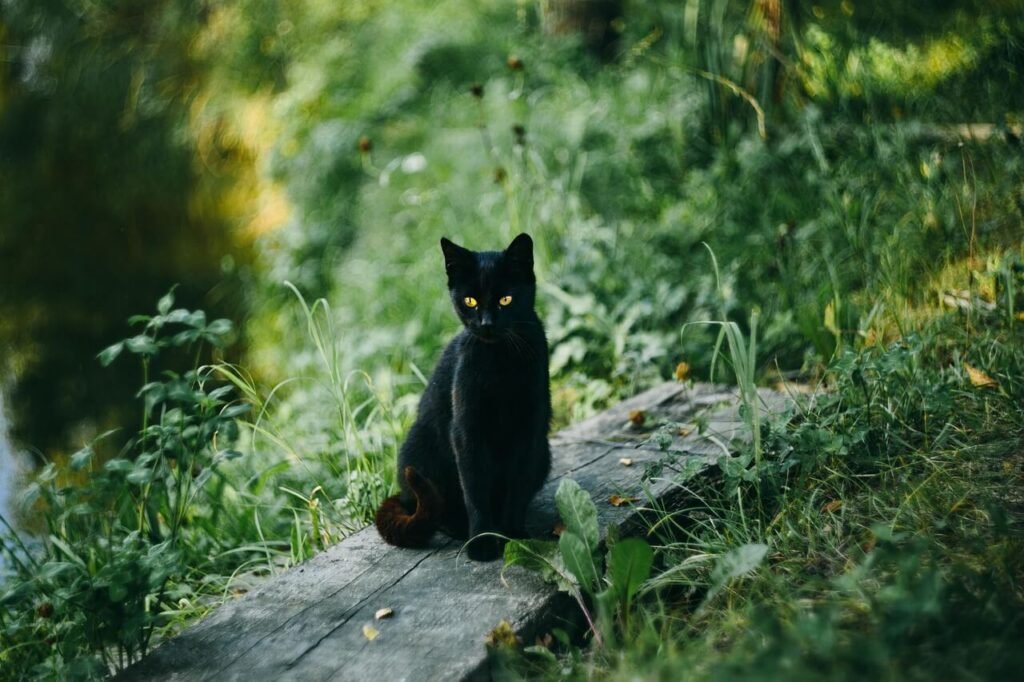 Witch Hazel for Cat Acne: Best 7 Health Tips!