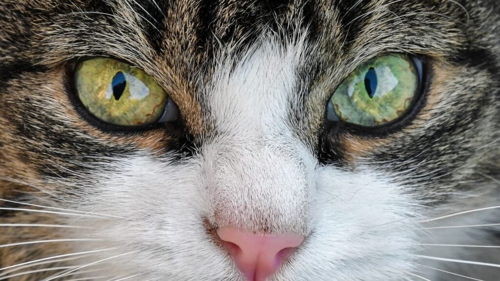 Why Does My Cat Touch Noses with Me? Best 7 Tips!