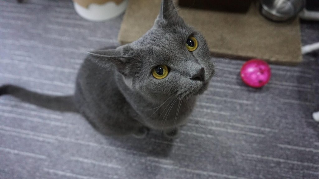 Can Cats Have Oat Milk? Best 7 Expert Tips!