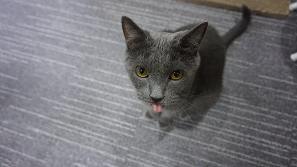 I Dont Know If My Cat Has Been Vaccinated: Best 7 Tips!
