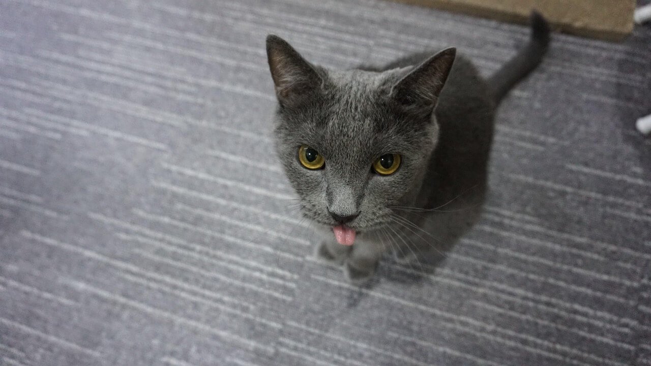 I Dont Know If My Cat Has Been Vaccinated: Best 7 Tips!