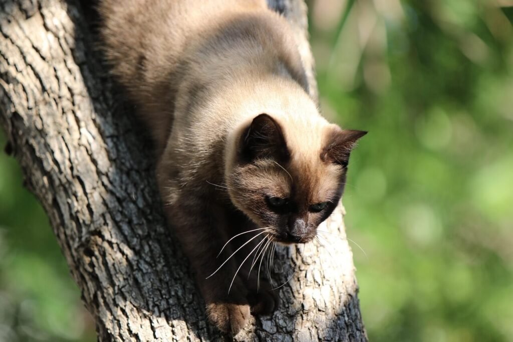Can You Use Dirt for Cat Litter? Best 7 Expert Tips!