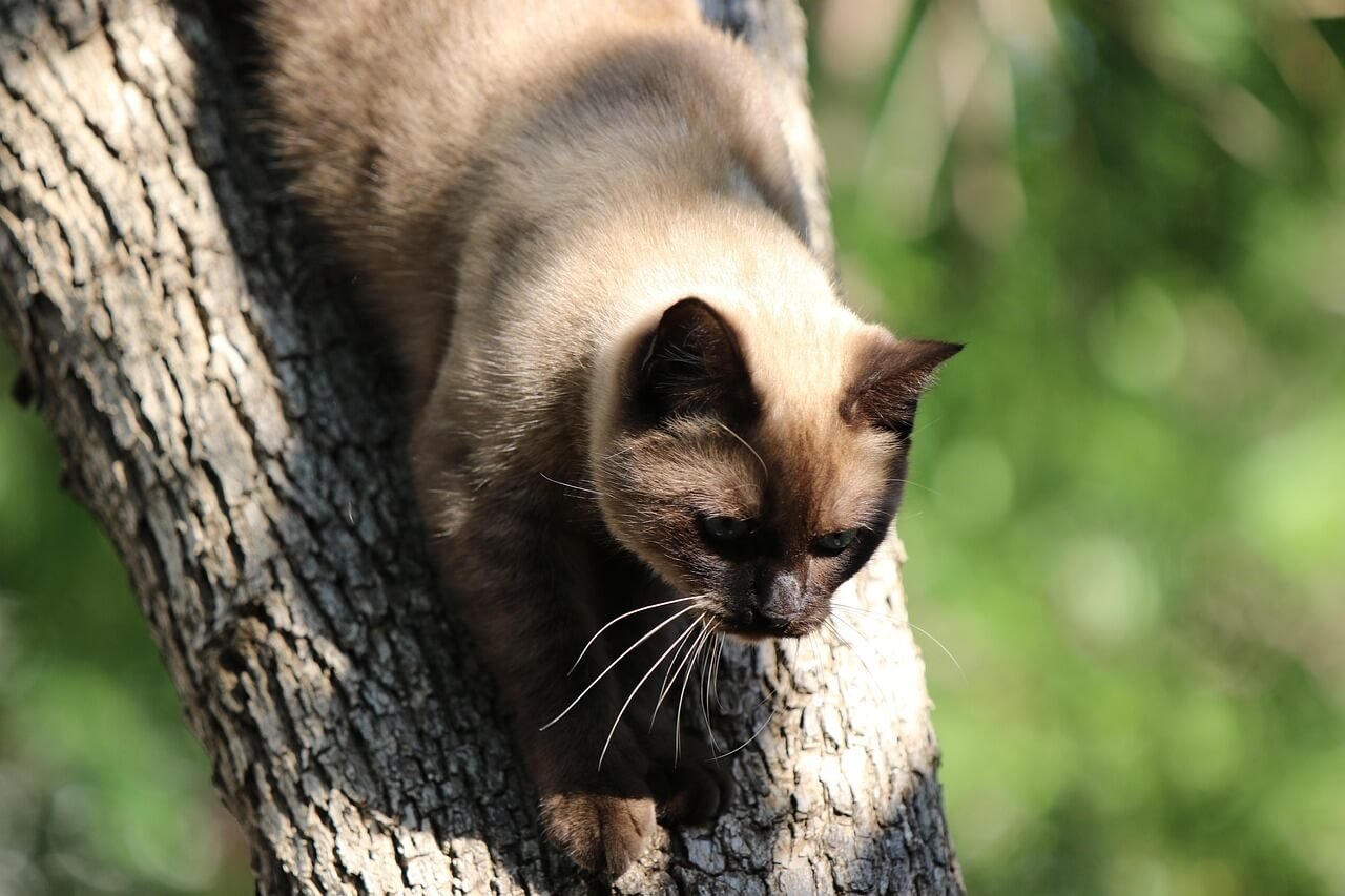 Can You Use Dirt for Cat Litter? Best 7 Expert Tips!