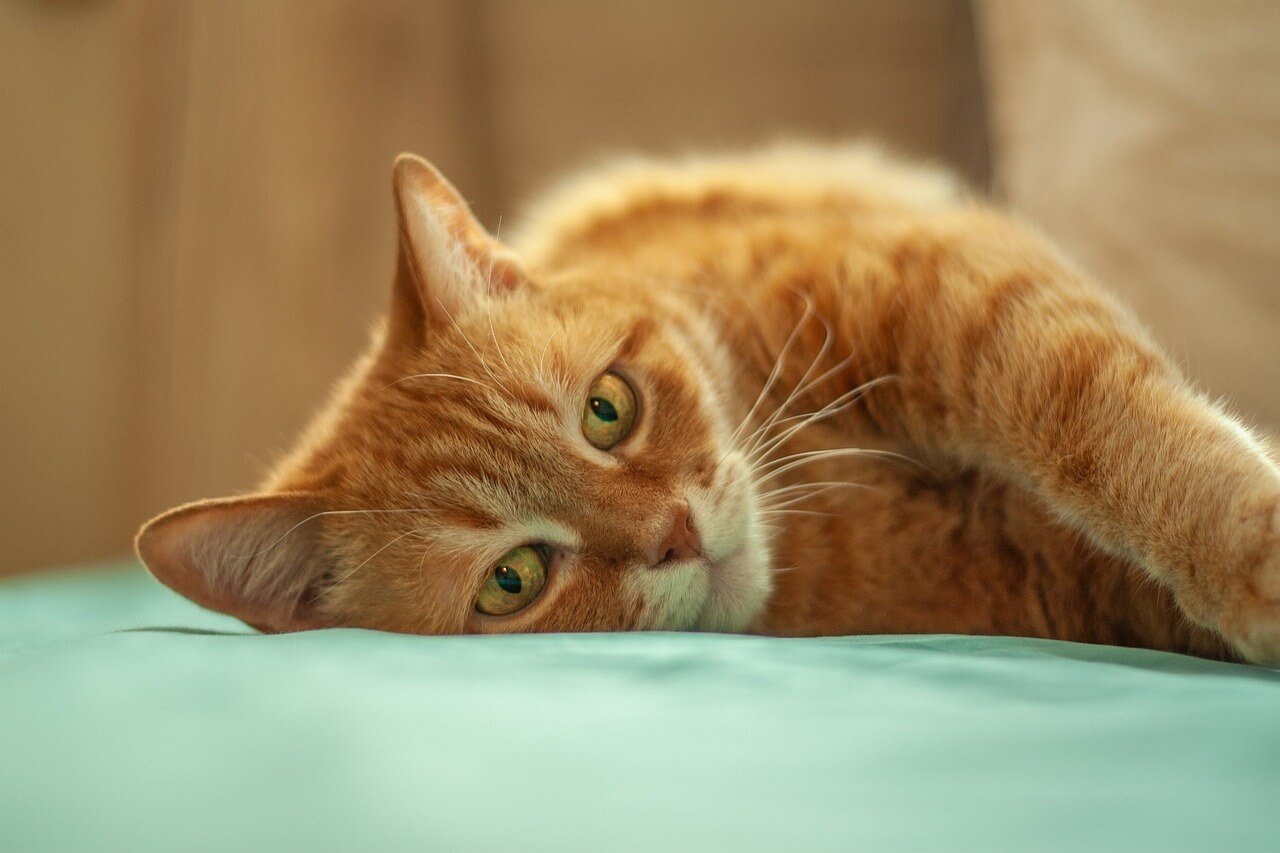 How to Sedate a Cat at Home Safely: Best 7 Expert Tips!