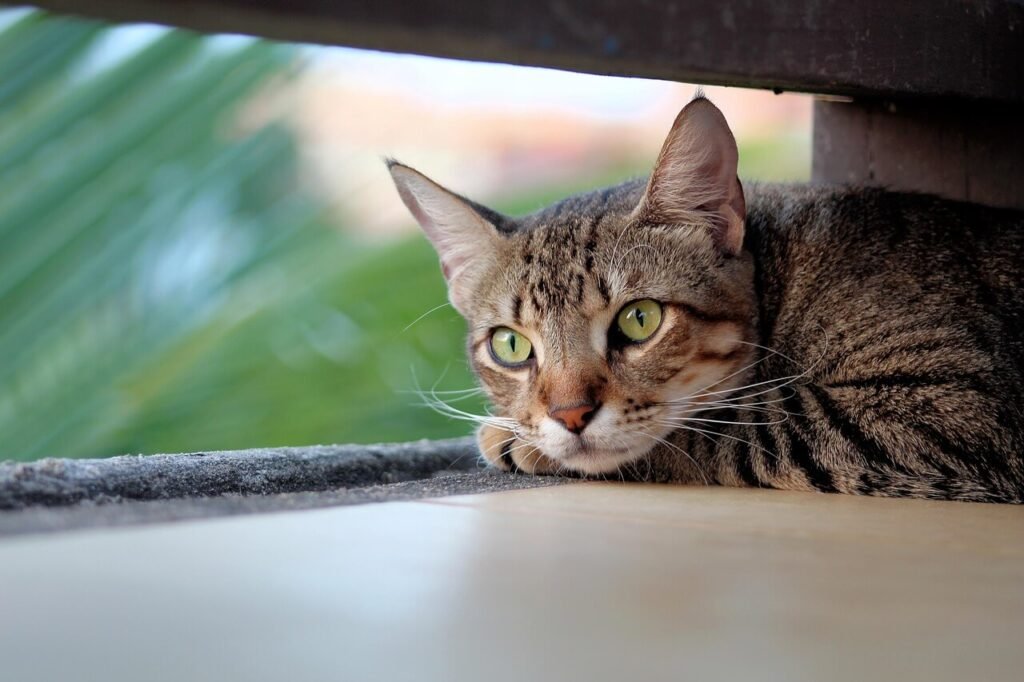 Amitriptyline for Cats: Best 7 Expert Tips!