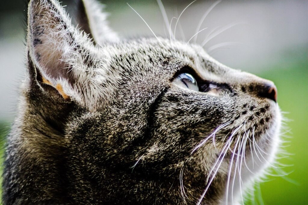 Catnip vs Cat Grass: Best 7 Expert Tips!