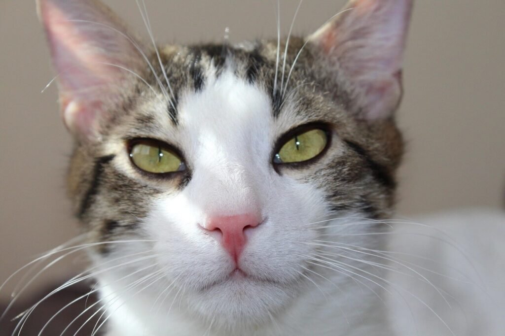 Why Is My Cat Scratching the Window? Best 7 Expert Tips!