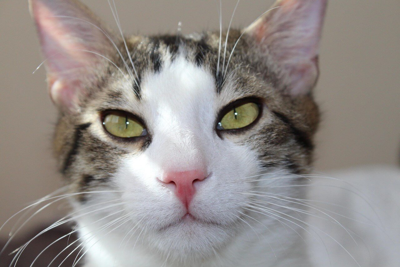 Why Is My Cat Scratching the Window? Best 7 Expert Tips!