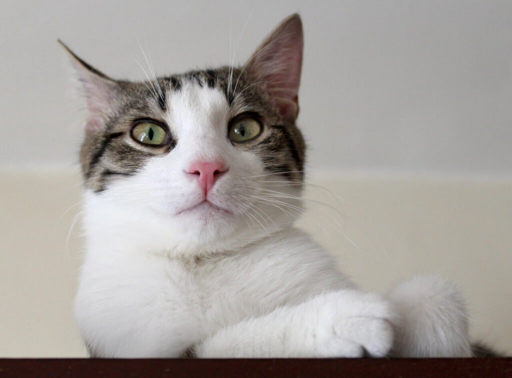 Can Cats See Ghosts? Best 7 Expert Tips!